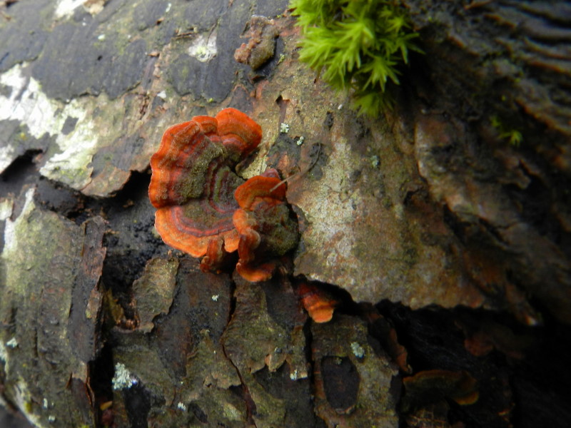 Stereum sp.-2 marzo (Stereum subtomentosum)